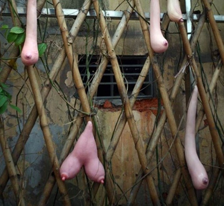 乳瓜图片