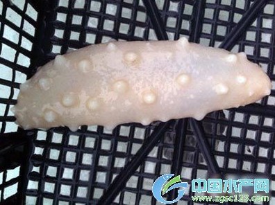 大连男子捕获白玉海参食用后才知可卖天价(图