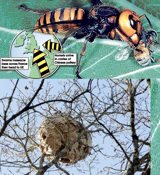 外媒称中国马蜂入侵法国引发恐慌 已致一人死亡(组图)