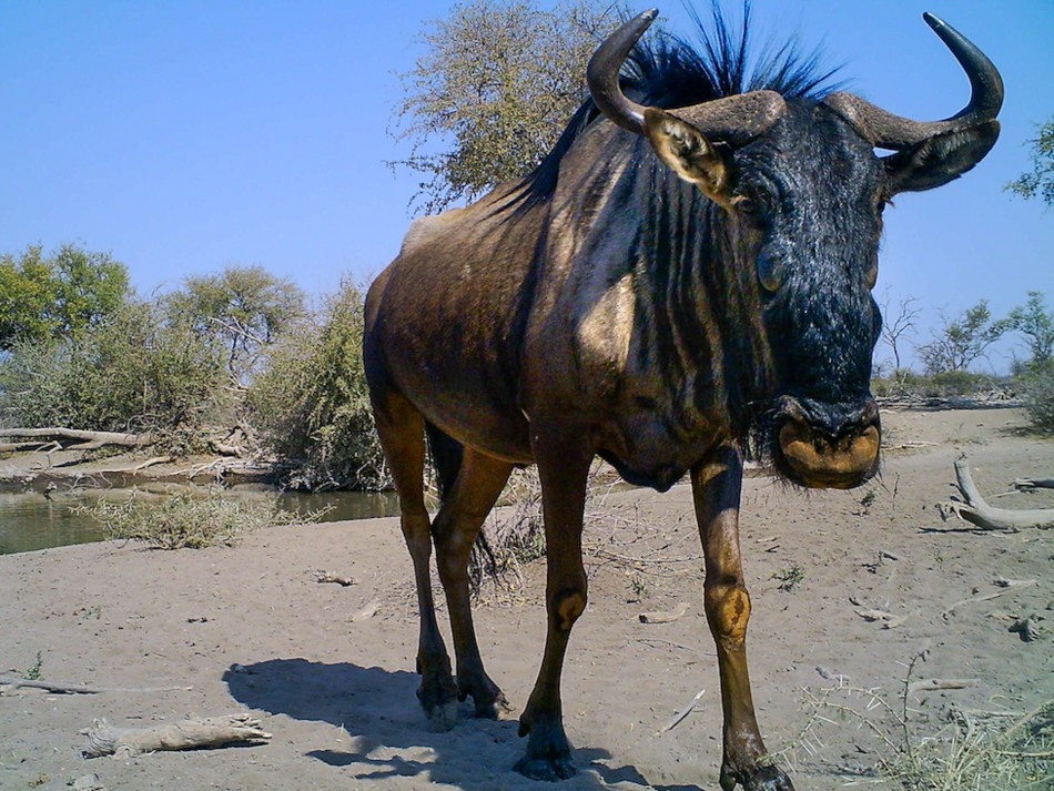 隐藏相机拍数百张动物自拍照:猴子即兴发挥
