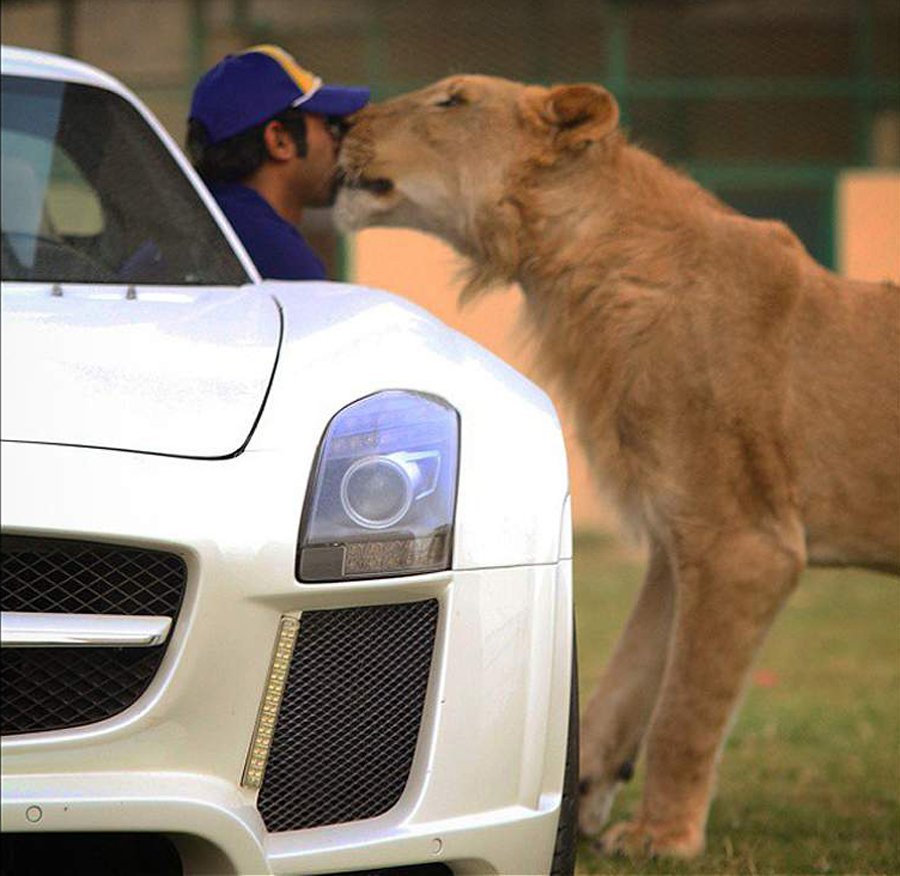 阿拉伯土豪养老虎狮子当宠物