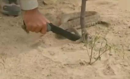  砍下 眼镜 蛇头 一跃而起  男子 手指 被咬 险丧命