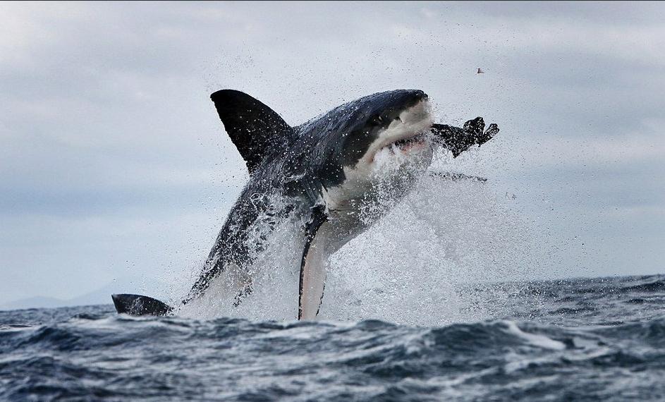 开普敦的海豹岛主要以鲨鱼捕捉食物的方式闻名于世.