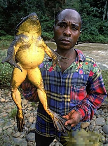 非洲巨型青蛙:身长可达1米 数量稀少濒临灭绝(组图)组图:朝阳大悦城